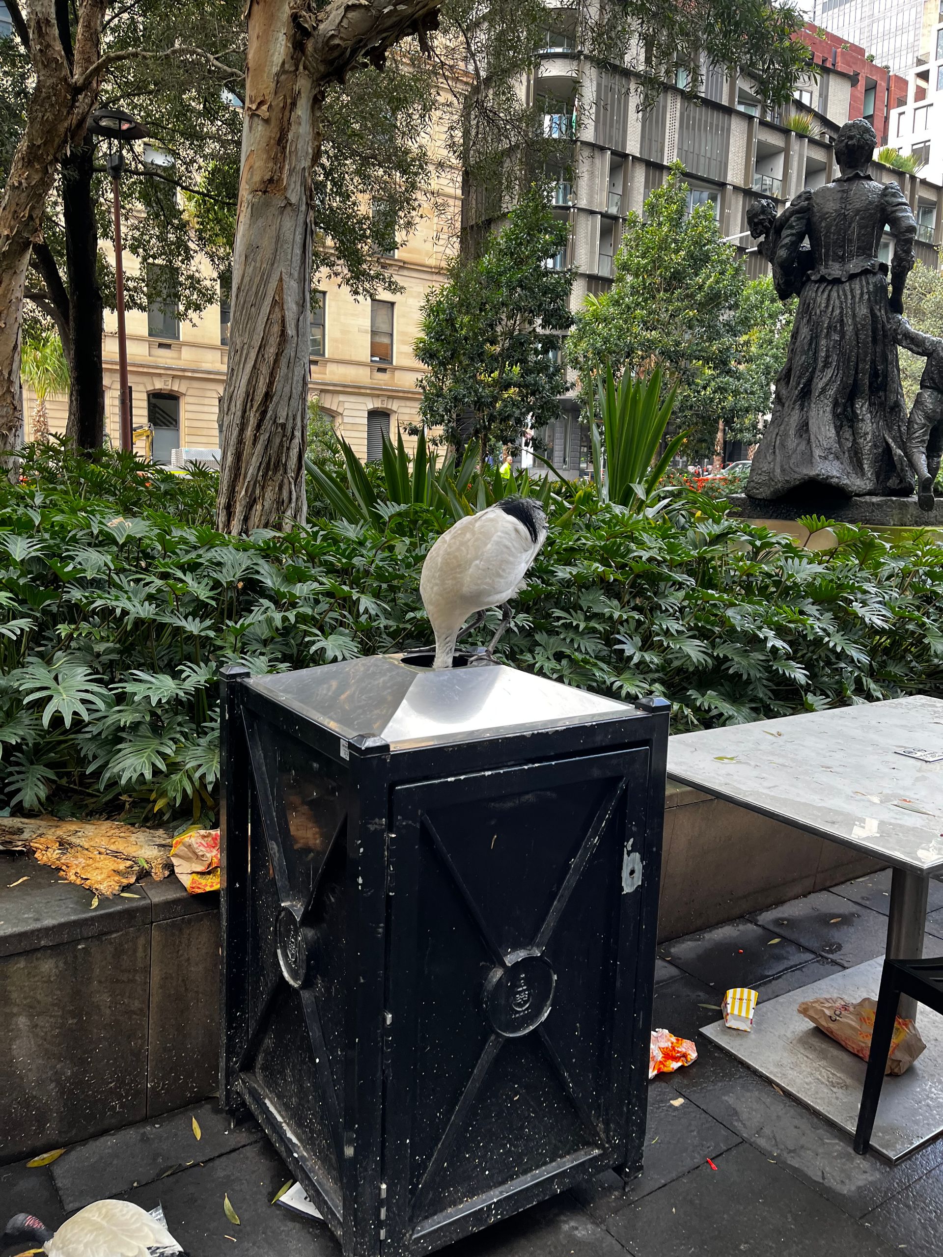Australian White Ibis or Bin Chicken