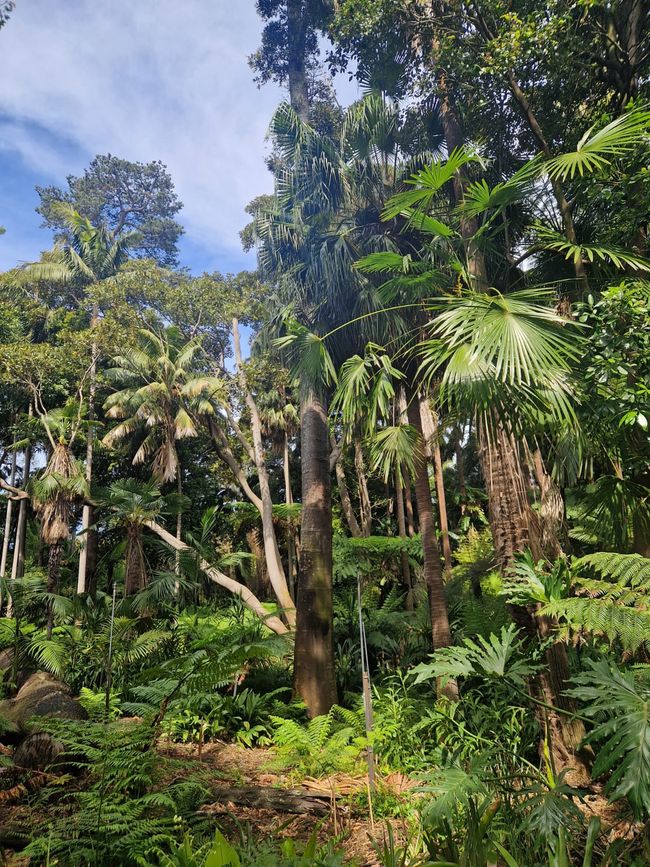 Botanical Garden in Melbourne 