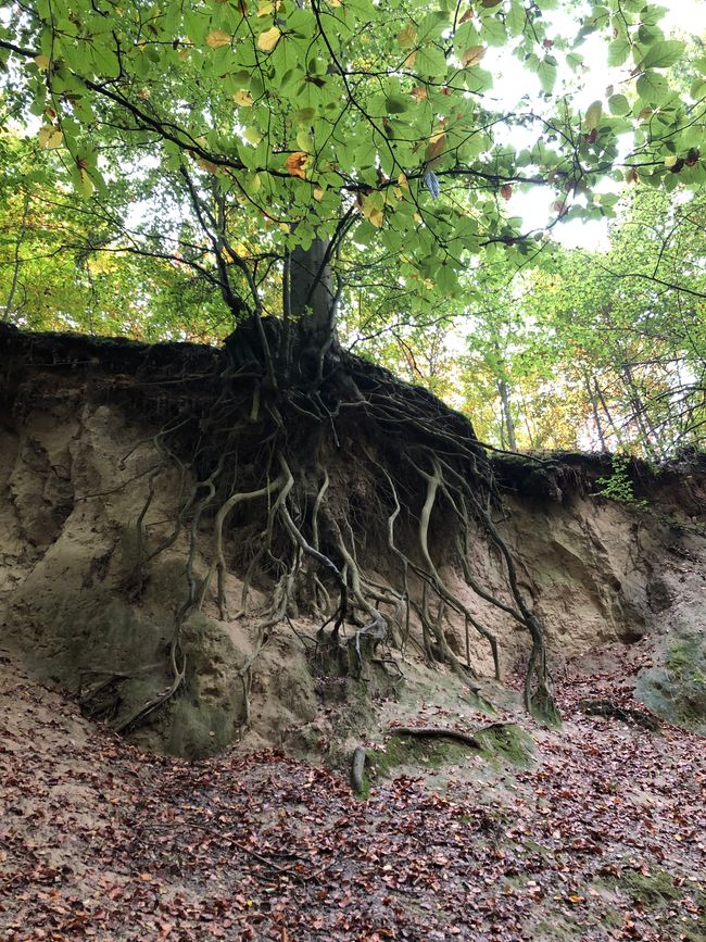 - aber wunderschön