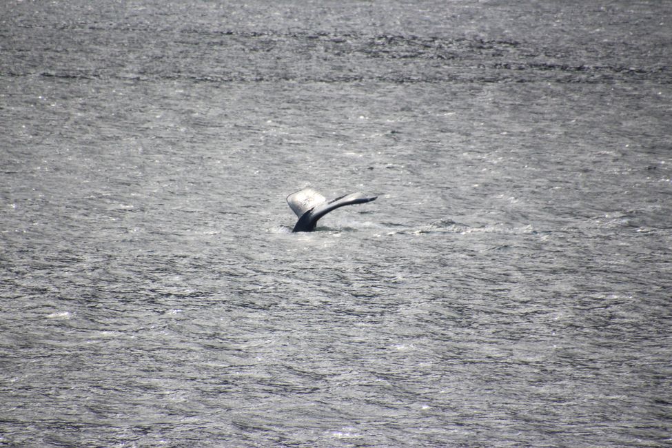 Day 13: Port Hardy - INSIDE PASSAGE  Prince Rupert