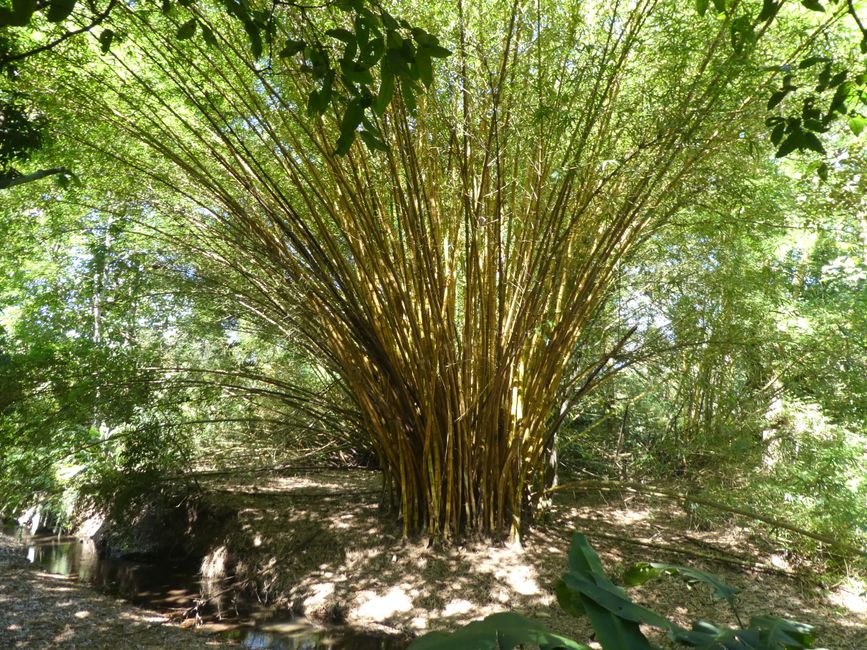 Bamboo Curu Reserves