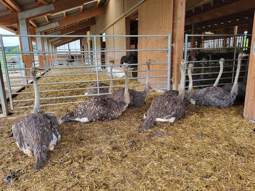 Ferme d'autruches Waldburg
