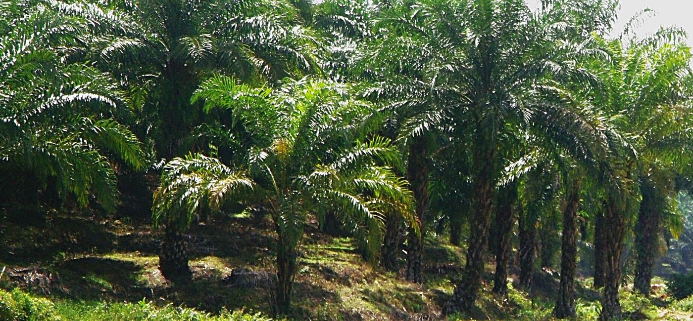 Plantación de aceite de palma