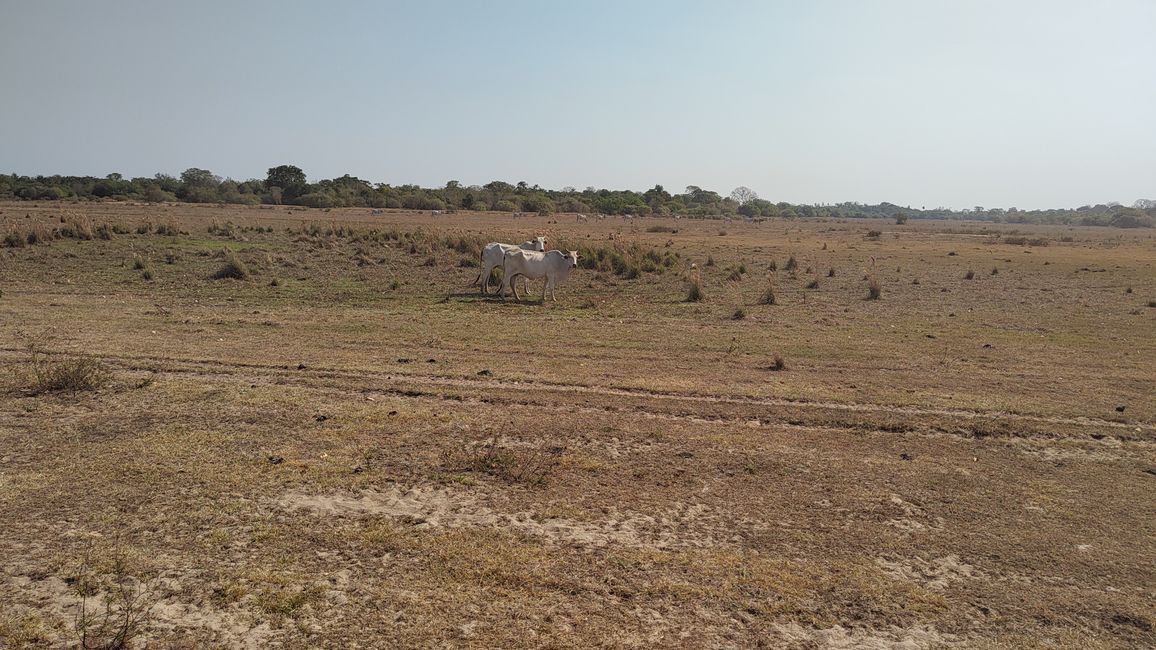 Brasil, A través del Pantanal