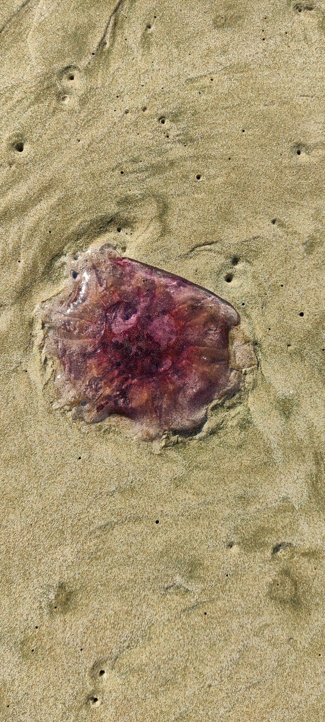 Qualle am Strand