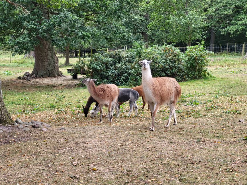 Parque Castillo Bosjökloster