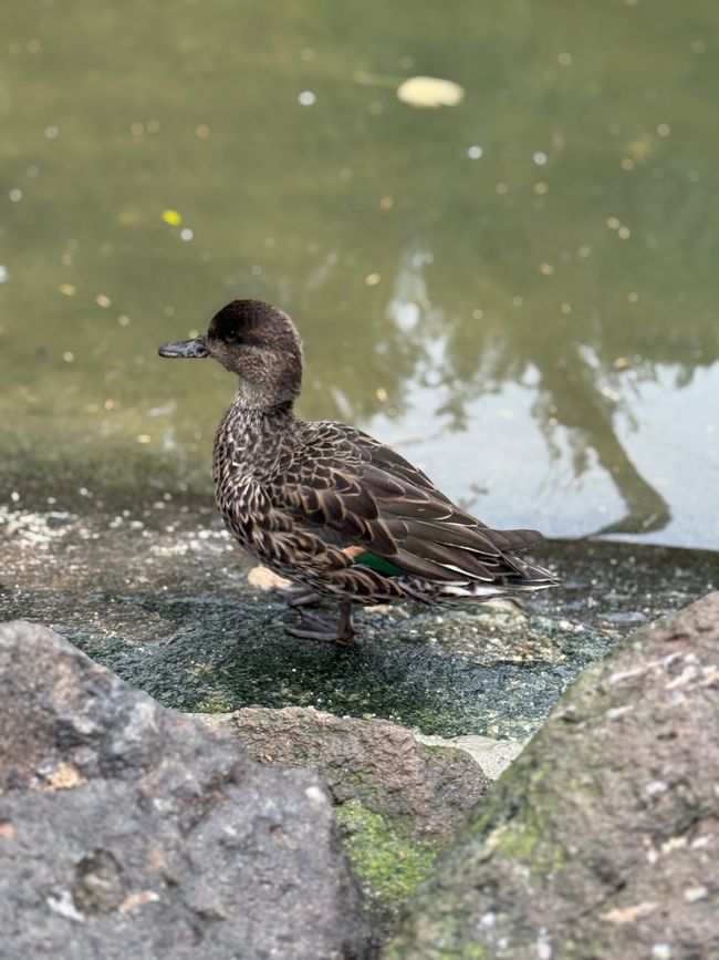 Anatra in missione/ duck on a mission