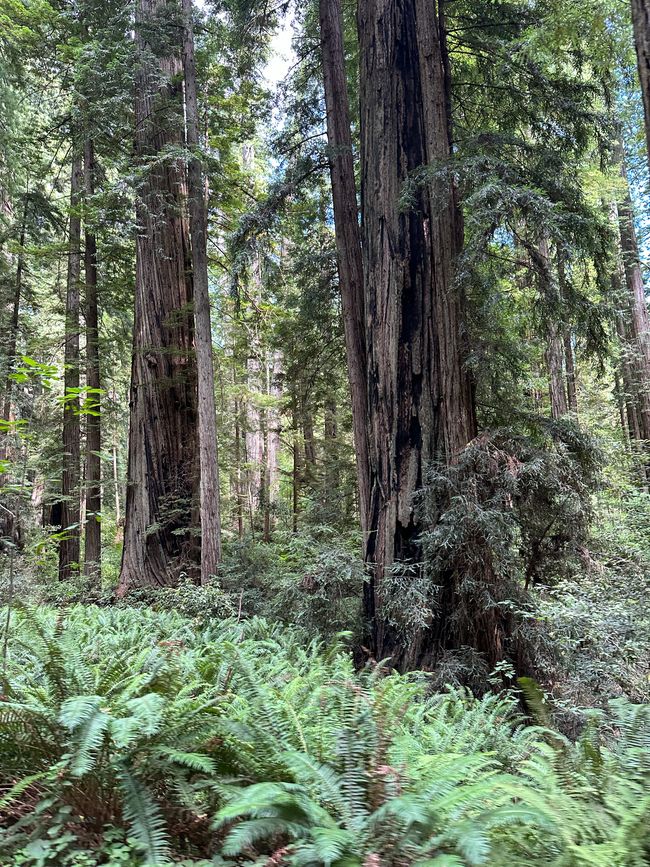 North Californian redwoods