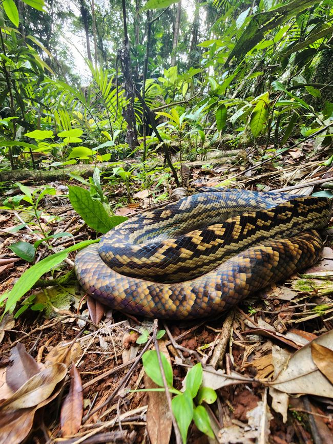 Tag 28, 22. Mai, Daintree, der älteste Regenwald der Welt