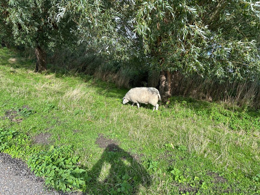 Tag 6: Schevingen - Middelburg Teil 2