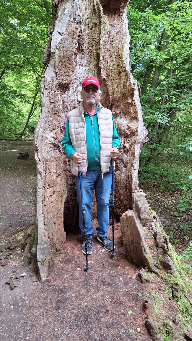 Mann im Baum