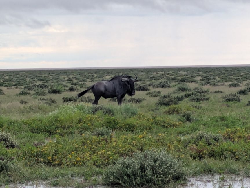 Etosha Park #2 und Onguma Bush Camp 