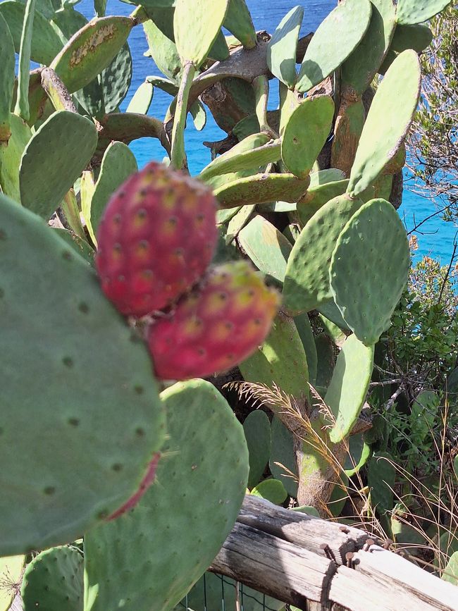 Frutas de cactus en el parque