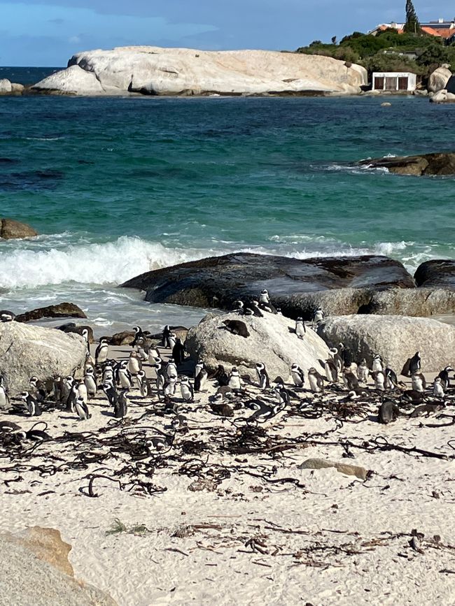 Visiting tour to Cape of good hope, boulder beach with Penguin 🐧 colony and Muizenberg colored huts