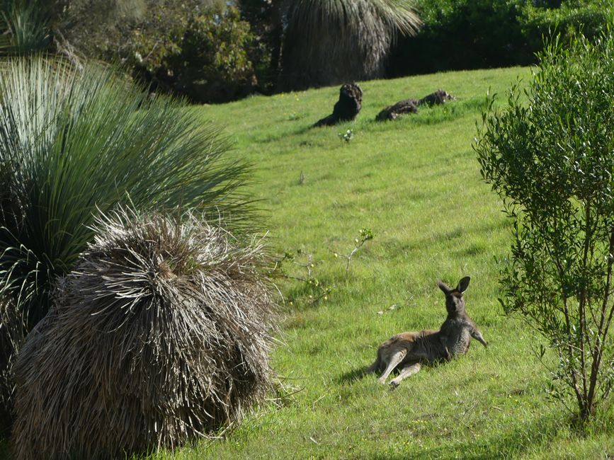 Känguru ganz gemütlich am Strassenrand