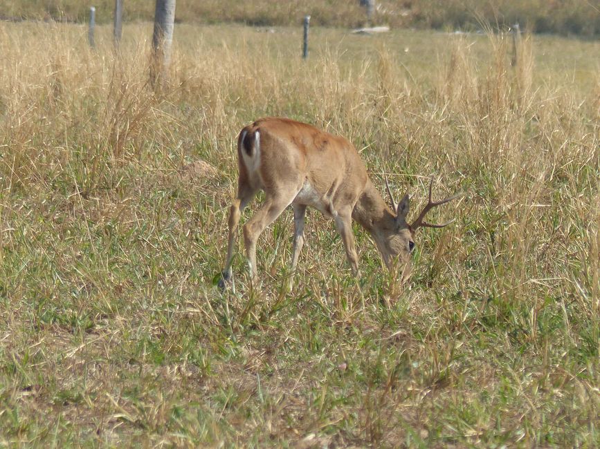 Brazil, Through the Pantanal