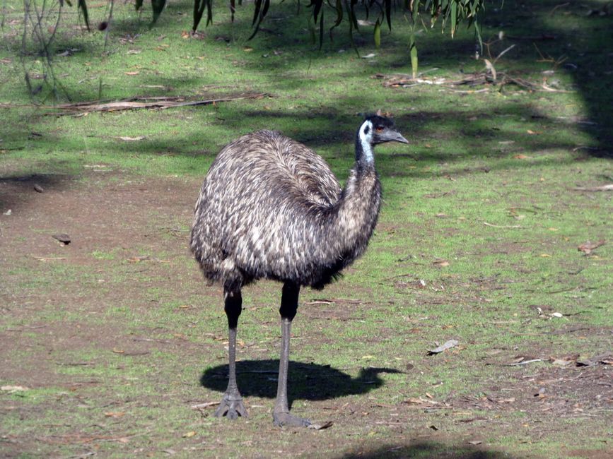Tower Hill Wildlife Reserve