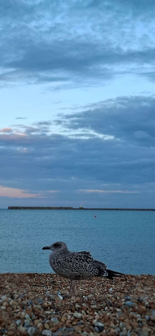 Tag 15 - Londra -> Dover