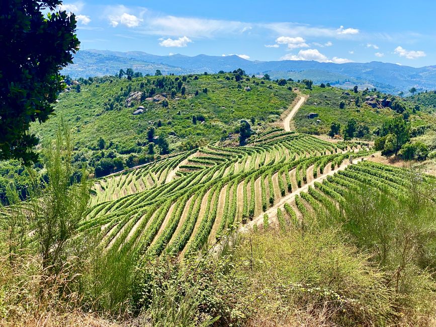 The arrangement of the vines creates fascinating patterns on the gentle hills