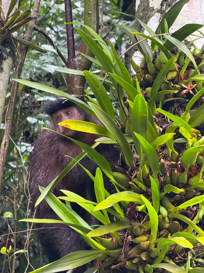A small monkey peeks out from dense tropical greenery, partly hidden among bright green leaves and tree trunks. The scene feels lush, quiet, and full of jungle life.