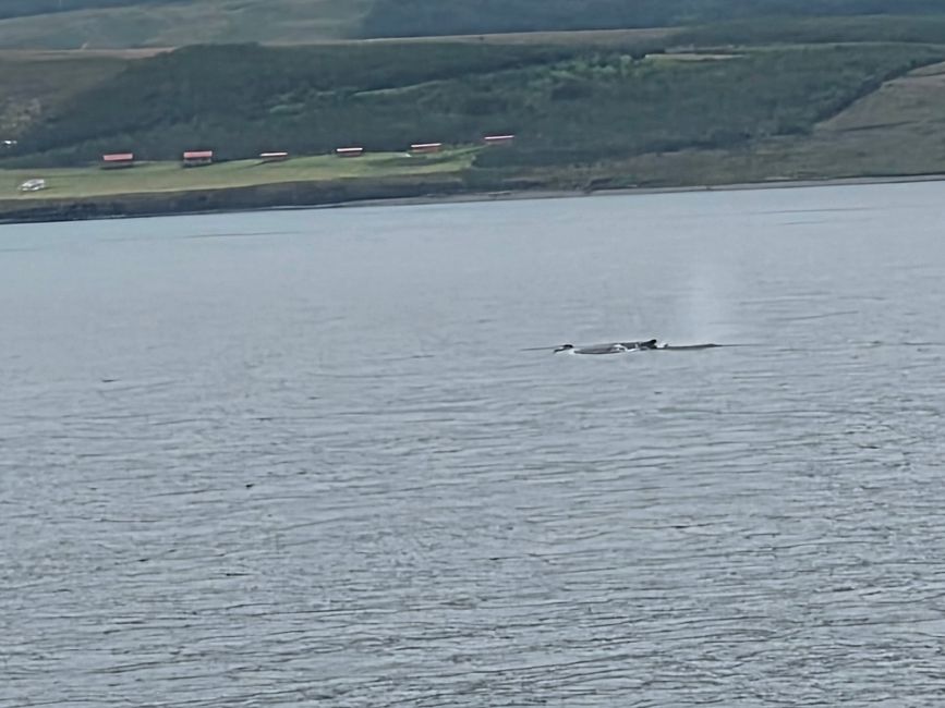 Icelandic Favourites🐋🏊♂️🌧