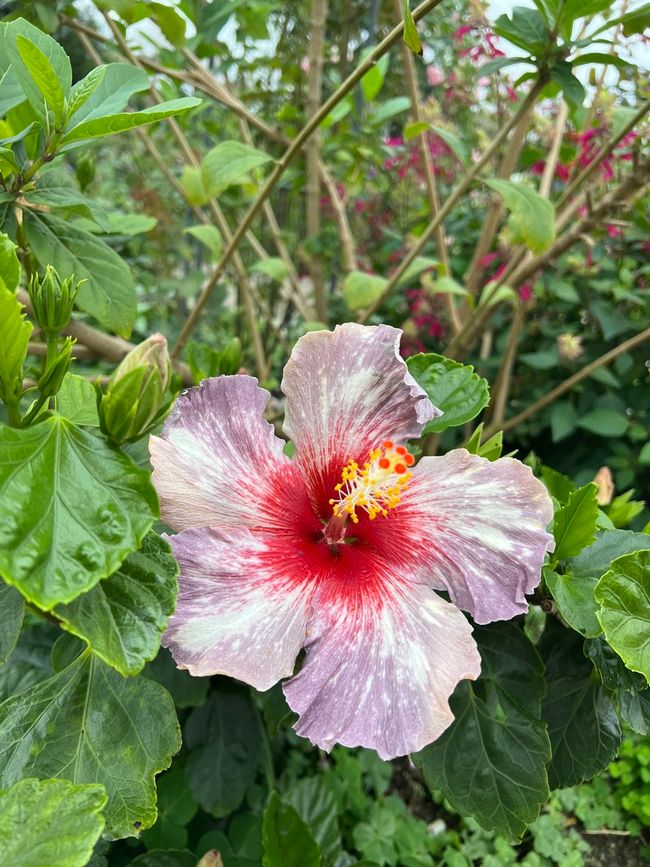 Flower, flowers flowers