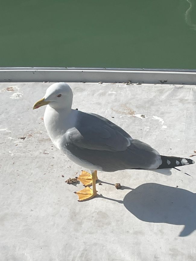 Gabbiano a bordo