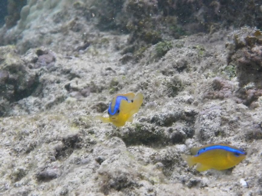 Ein paar Fische kann ich aufnehmen