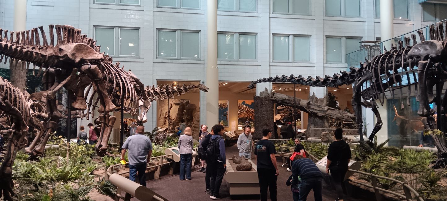 Museum of Natural History I