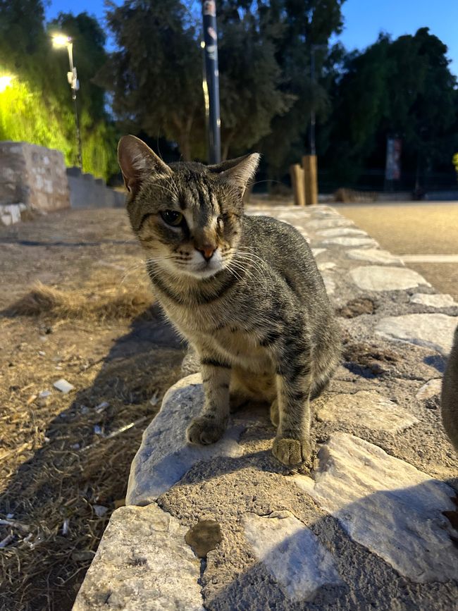 Katzen der Akropolis
