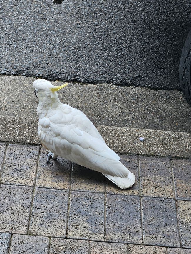 60. Tag Sidney, Australia 23.01.2026