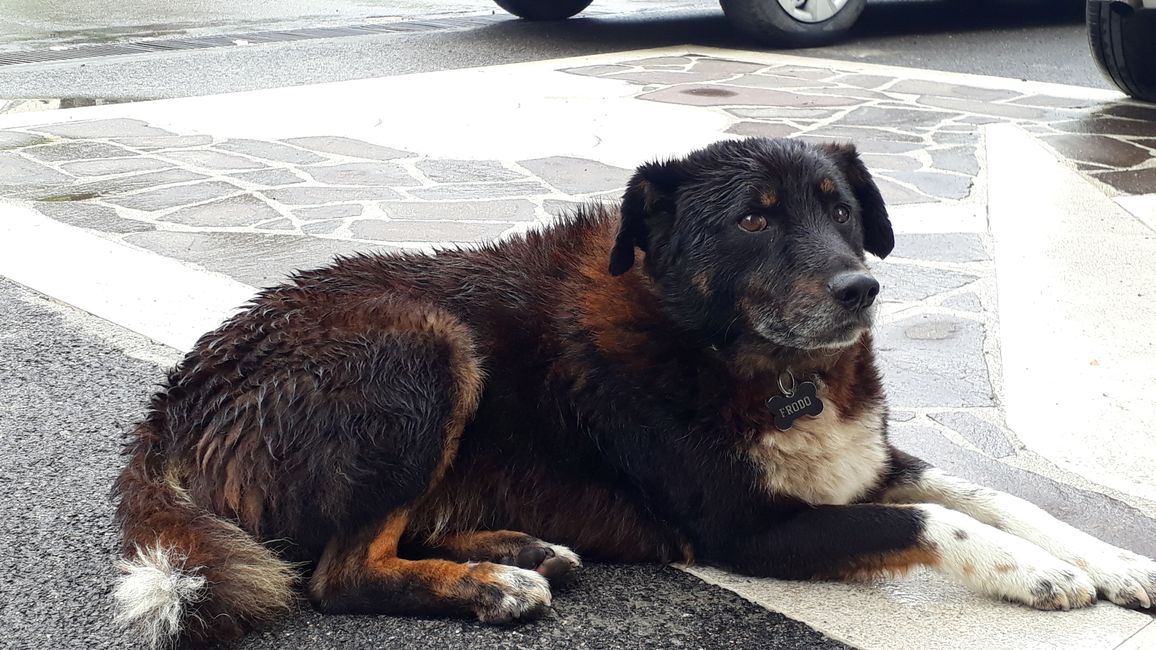 Ce chien m'a accompagné pendant 2 kilomètres. Quand j'ai demandé à quelqu'un à qui appartenait le chien, on m'a dit qu'il était du monastère et qu'il accompagnait parfois les pèlerins.