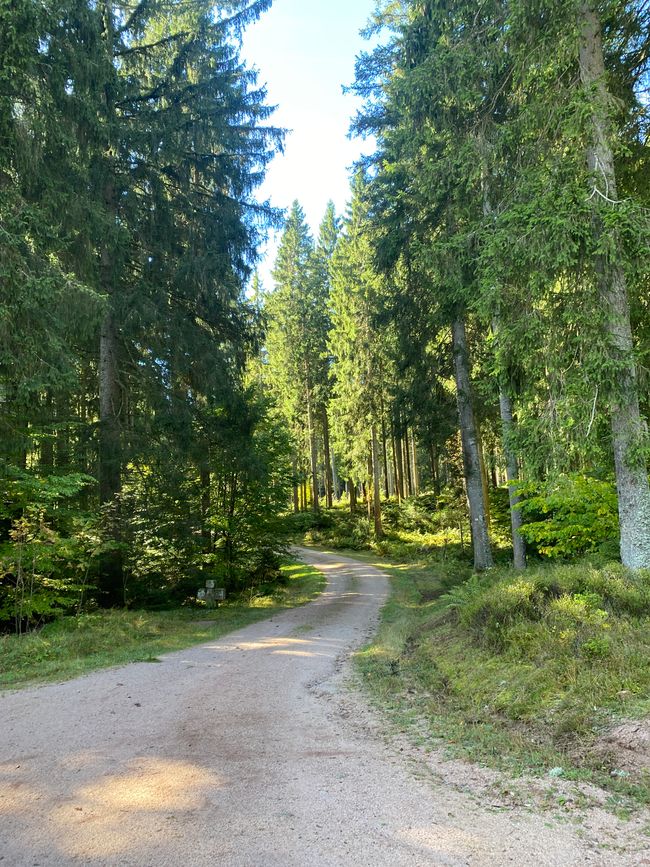 Der Wald lichtet sich etwas
