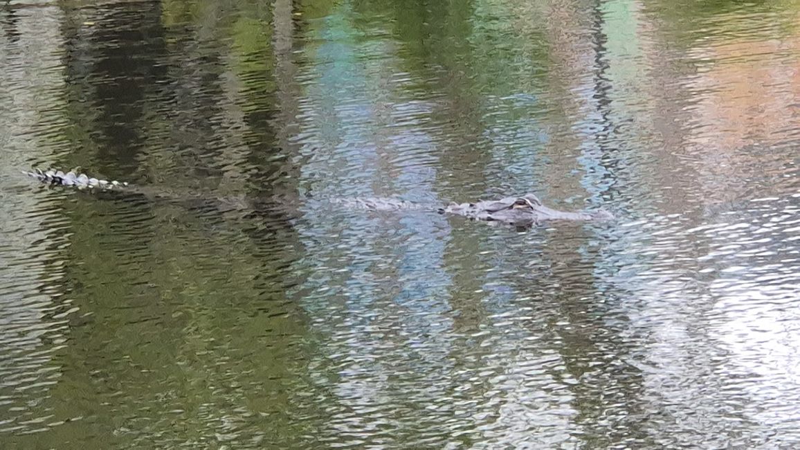 Tag 13: Everglades mit dem Airboat und dem Sunflower Boat