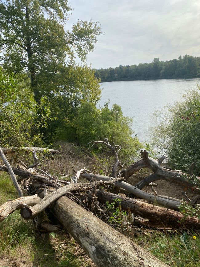 Der Baggersee bei Sandhausen; ziemlich groß