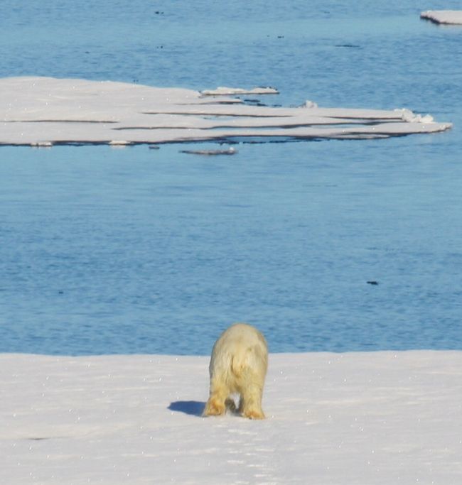 Der Eisbär ist auf die Packeisgrenze angewiesen um Robben zu fangen.
