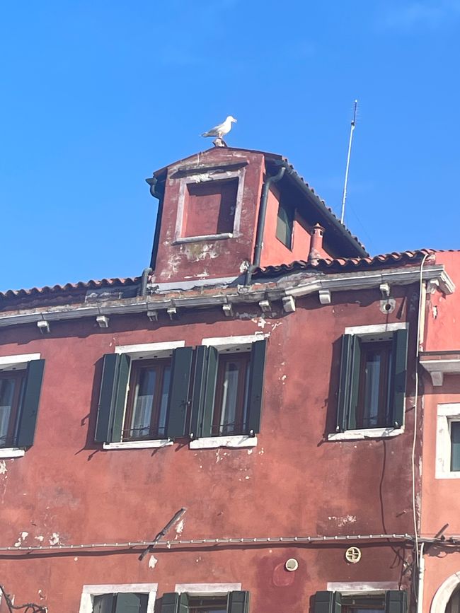 Gabbiano sul tetto