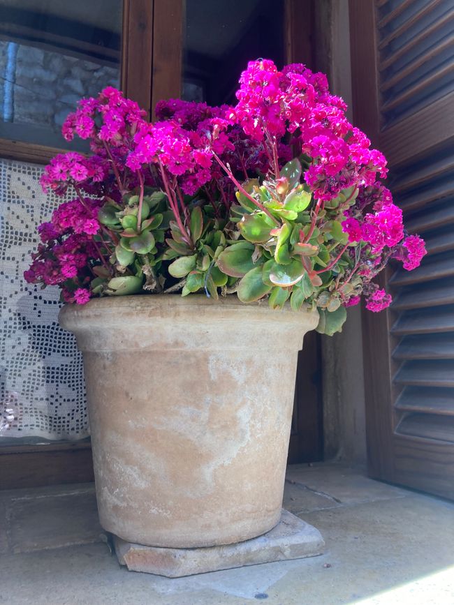 In Soller …finde ich den Mann für‘s Leben