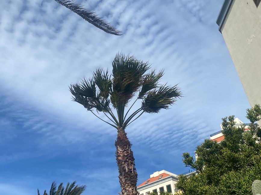 Starker Wind - die Palmwedel standen fast senkrecht statt waagerecht im Wind