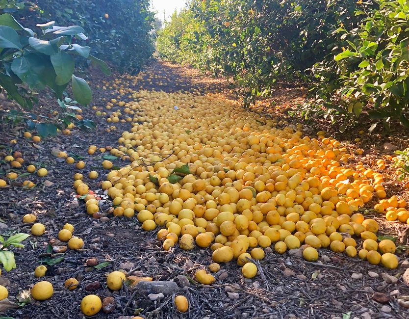 Auf unserem Spaziergang sehen wir immer wieder Unmengen an Zitronen, die am Boden verfaulen.