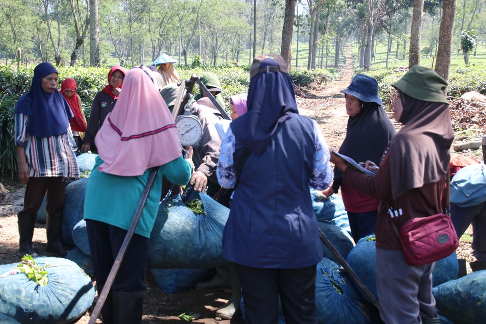 Tag 7 : Malang, thé et un volcan