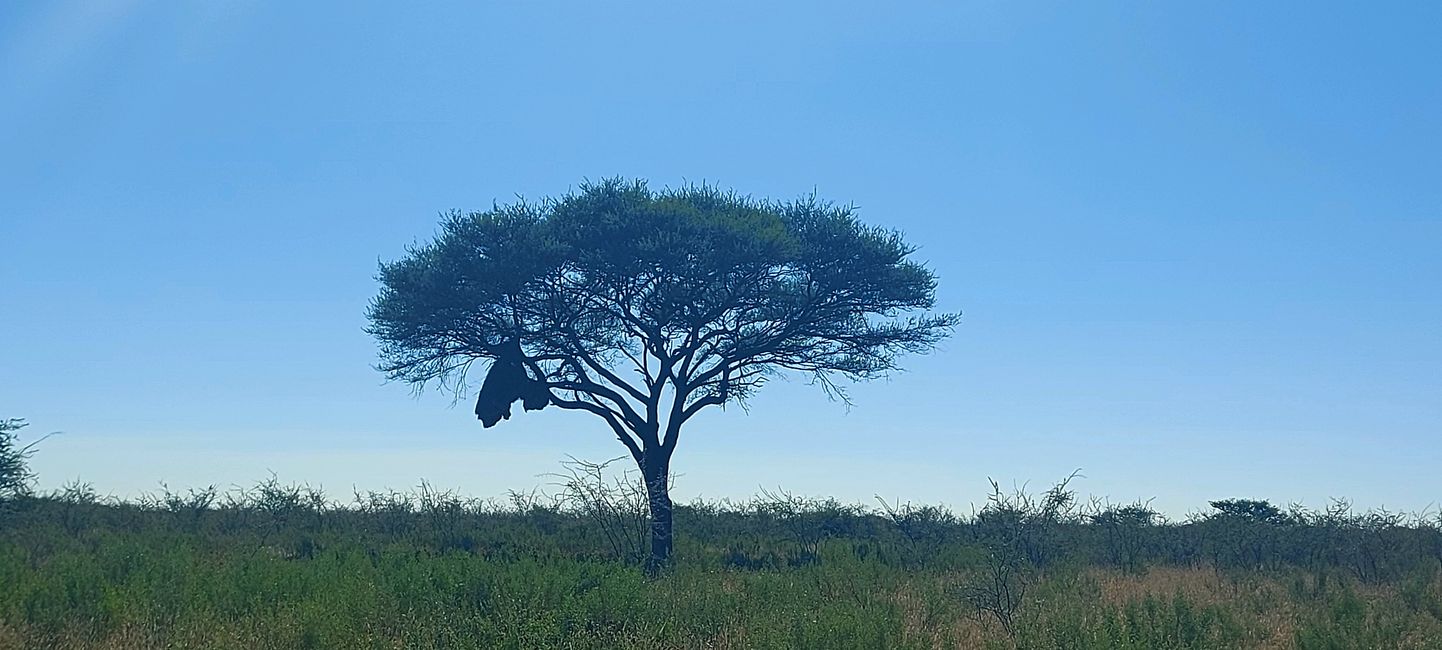 Im Etosha Nationalpark