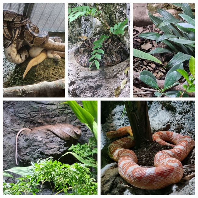 Tag drei: Zoo Aurora und Stadtteil Cayala