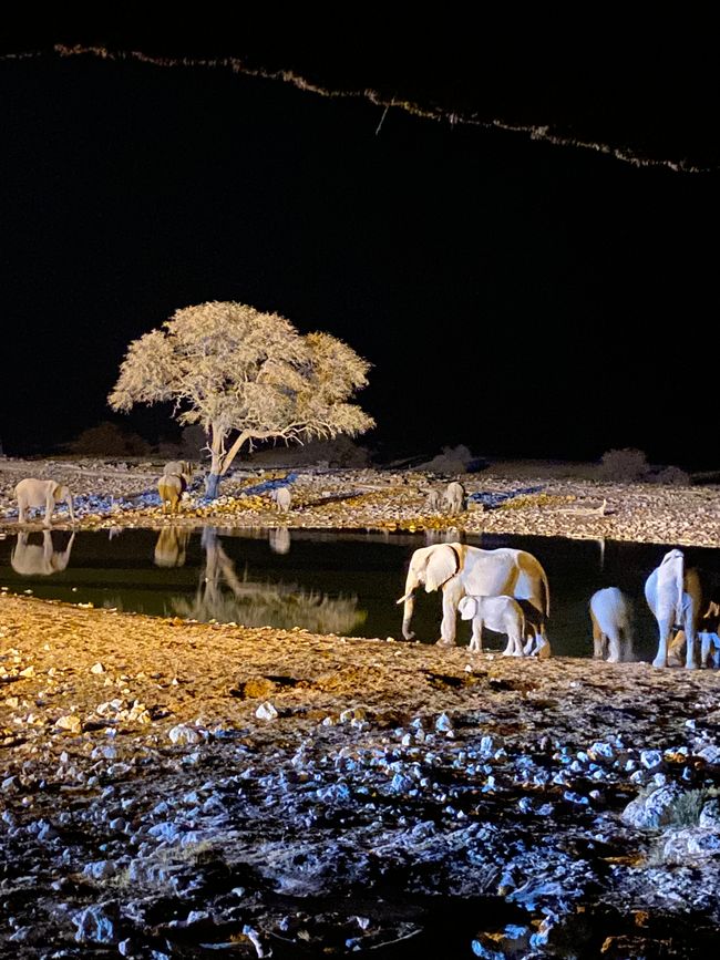 Ethosa Nationalpark 🐘🦒