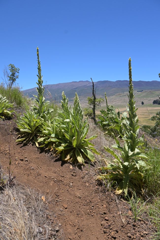 Route Saddle - Grandes herbes et Mauna Kea