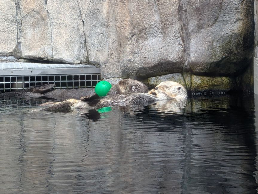 Aquarium de Monterey
