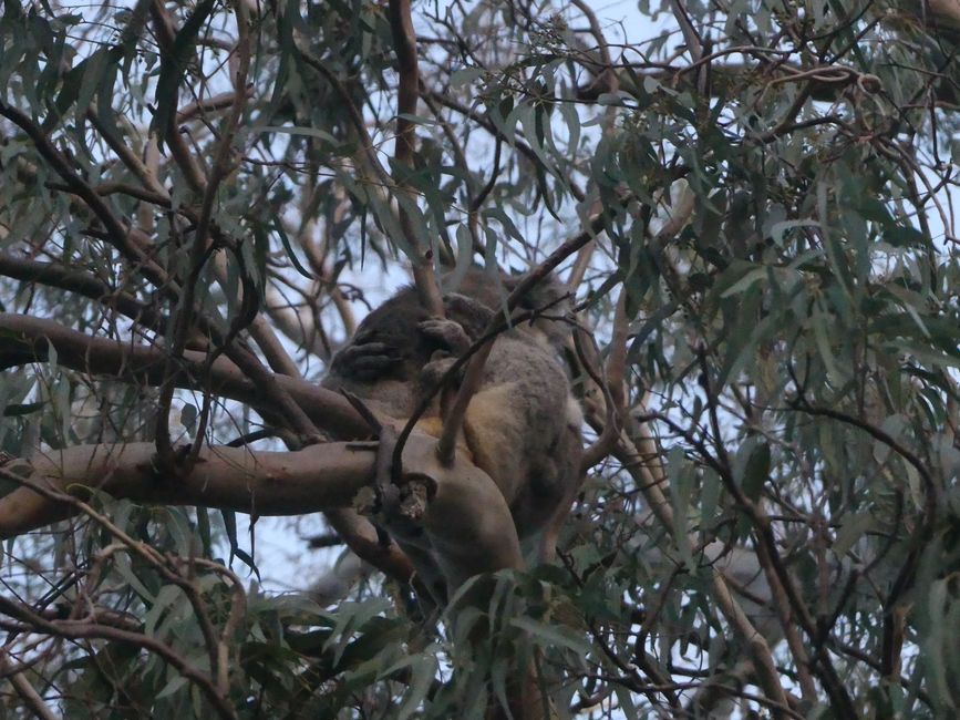 Mutter Koala mit Baby am Glenelg Fluss