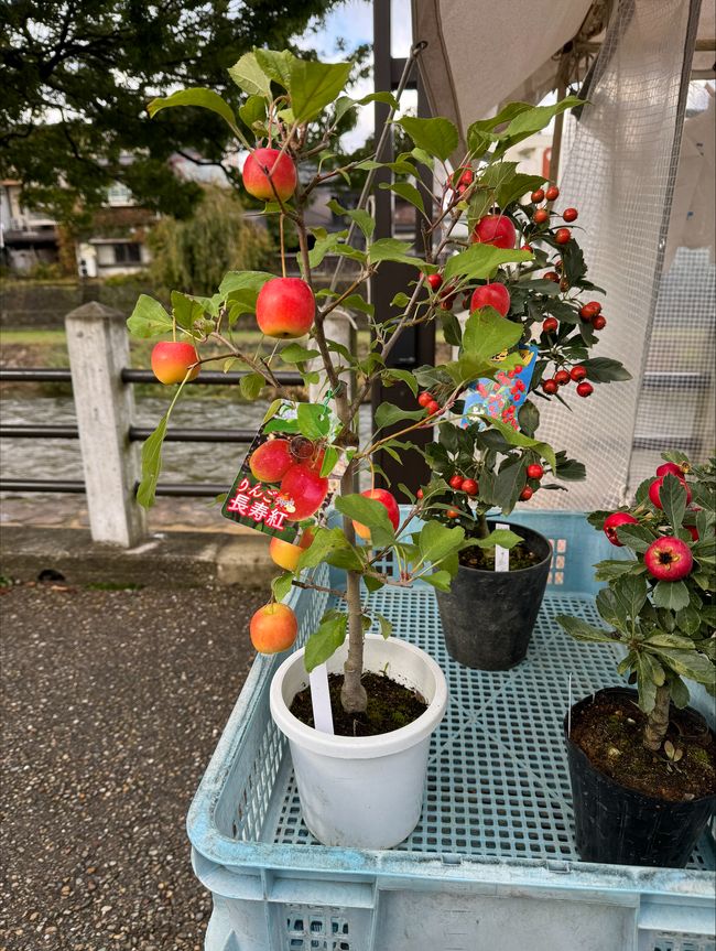 Bonsai Apples!