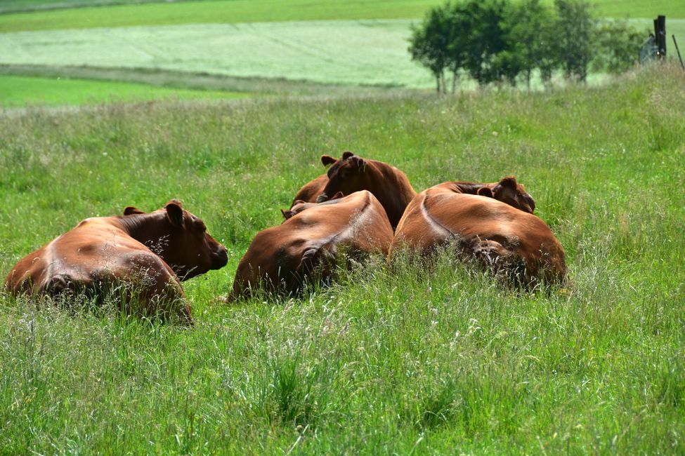 * * * S E C H T A S A F A R I - der Auerochsenweg
bei Bopfingen * * *