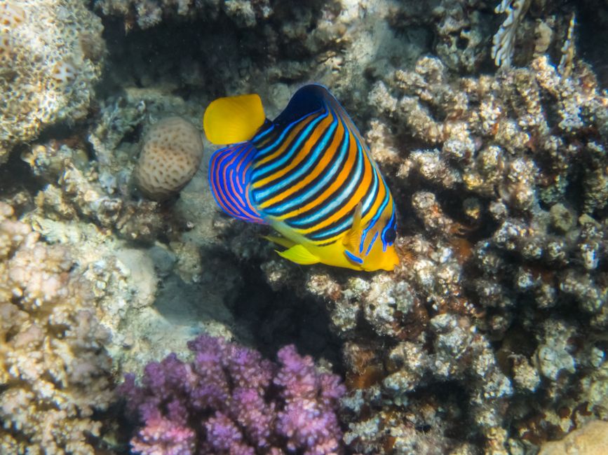 Poisson-empereur paon